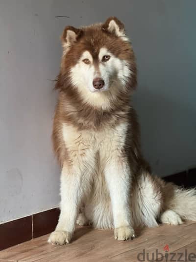 Alaskan Malamute Pure long hair dog for sale