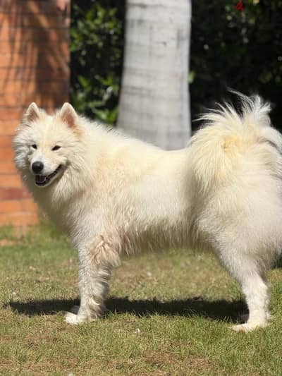 Female Samoyed نتاية سامويد تقليب عالي