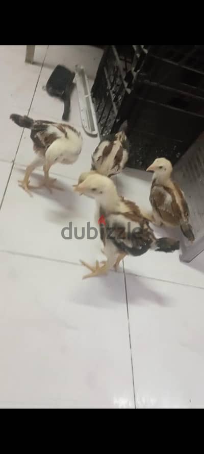 كتاكيت هندي للبيع
