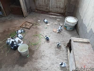 ارانب بلدى فطام