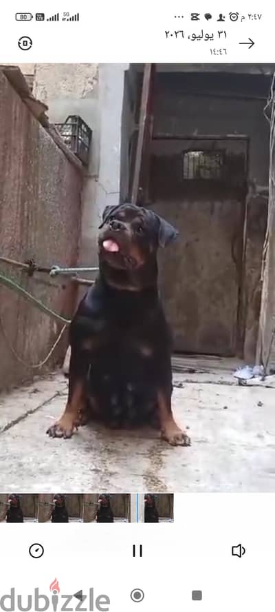 انثي روت تقليب محترم