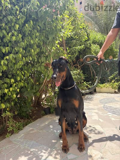 Doberman دوبرمان للبيع