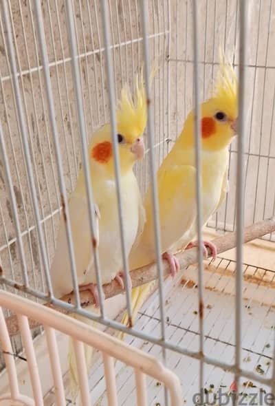 شبابات بريل لاتيني عين حمراء