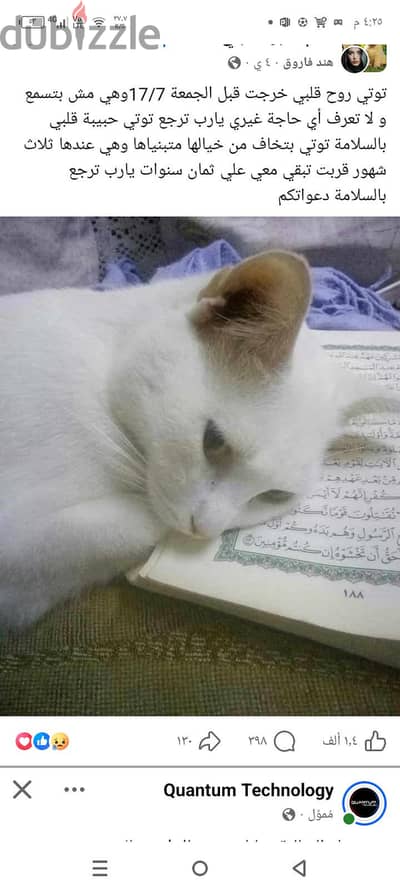 محتاج اي نوع قطه تبني