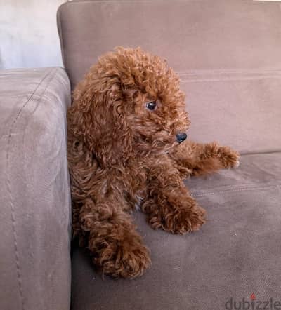 Toy poodle for sale