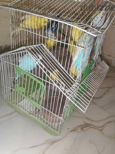 استرالي