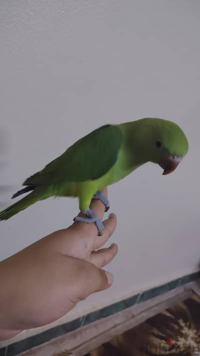 ببغاء دره هندي