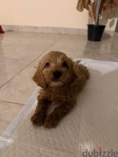 Spaniel cocker