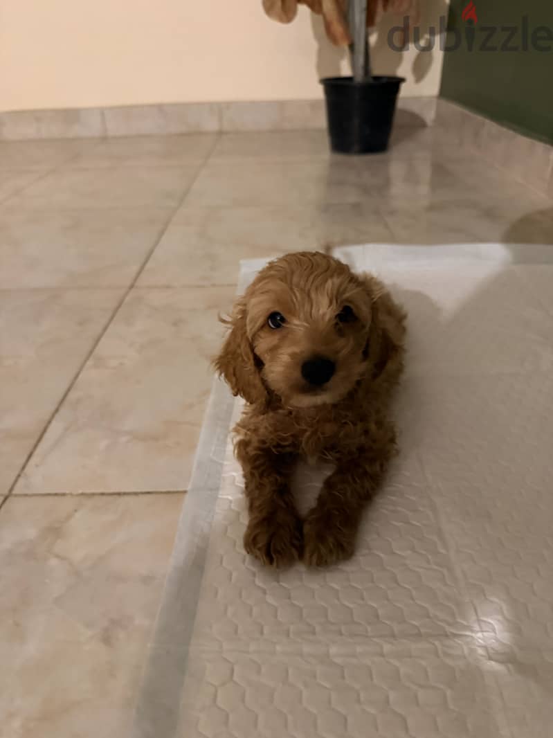 Spaniel cocker 1