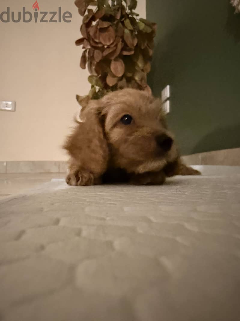 Spaniel cocker 2