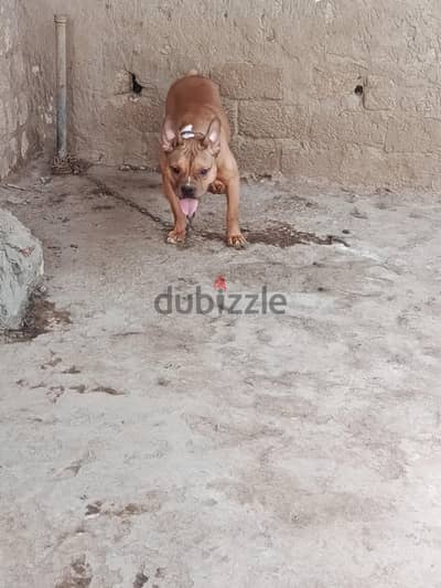 جروية بدبول سبع شهور