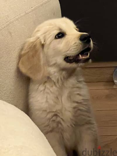Pure golden retriever