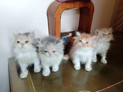 بنات واولاد للبيع بسعر مغري  ب850القطه