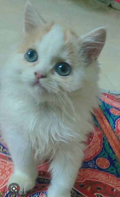 قطة شيرازي
