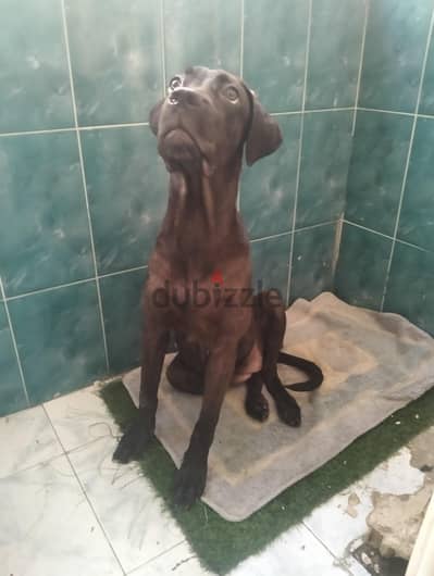 Female Cane Corso 6 months , بنت كين كورسو 6 شهور