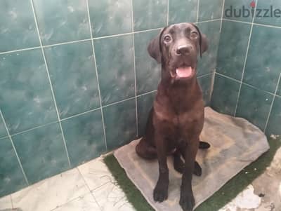 Female Cane Corso 6 months , بنت كين كورسو 6 شهور