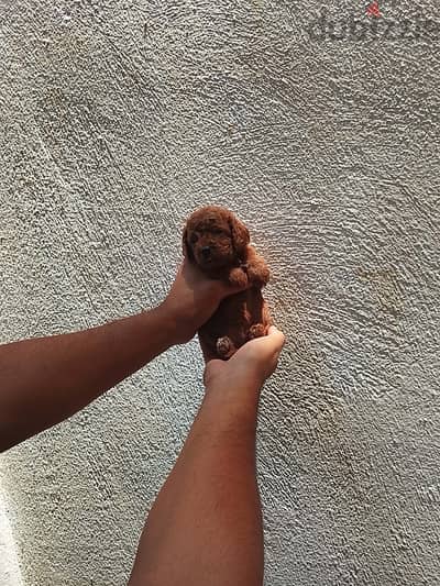 premium Quality Toypoodle puppies
