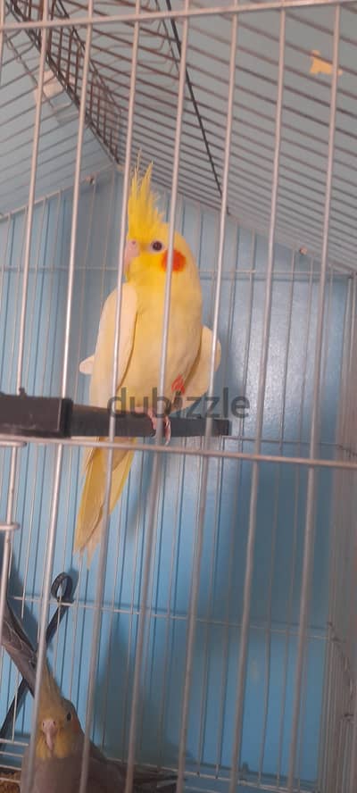 عصفور كوكتيل لاتيني  للبيع عمره ٣ شهور
