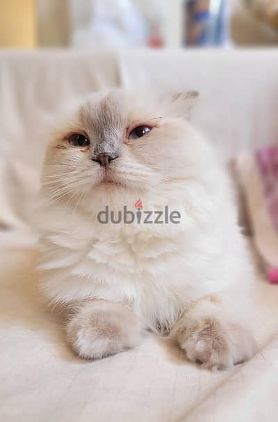 Long hair blue point Scottish Fold girl