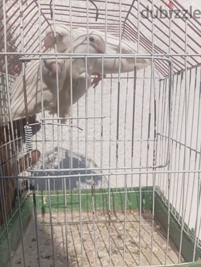 روز البينو3