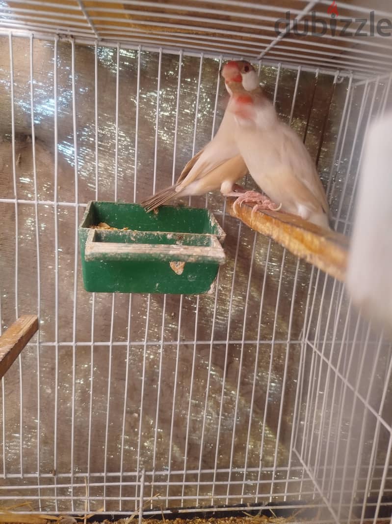 جاوا فون 2