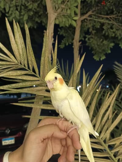 كوكتيل تأكيل يدوى أليف