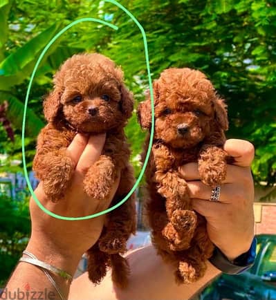 Tea cup poodle