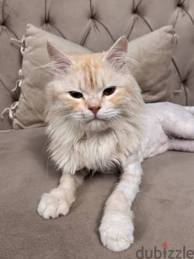Free male cat for adoption/ قط ذكر للتبني مجانا