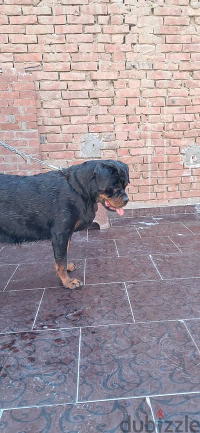 روت وايلر Rottweiller