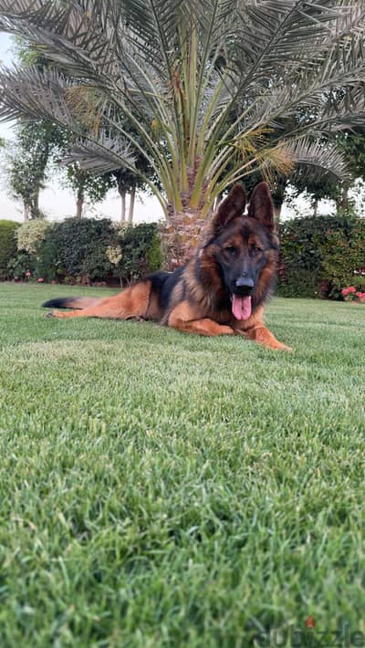 جيرمان شيبرد للتبني German shepherd for adoption