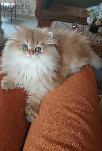 British short  and long hair kittens