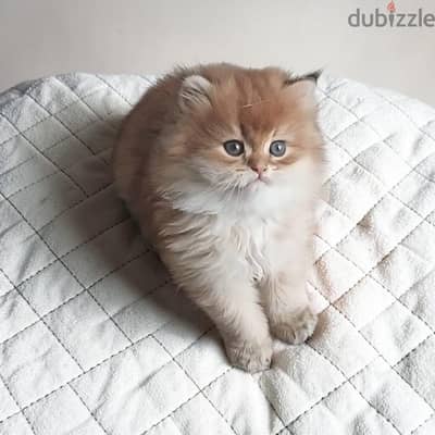 British short  and long hair kittens