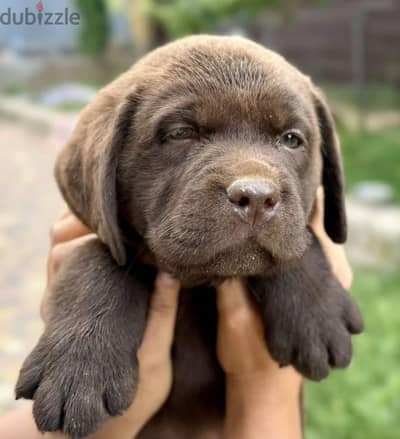 Labrador retriever puppy boy from Russia