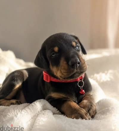 Doberman puppy boy from Russia