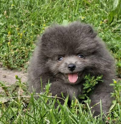 Pomeranian puppy boy from Russia