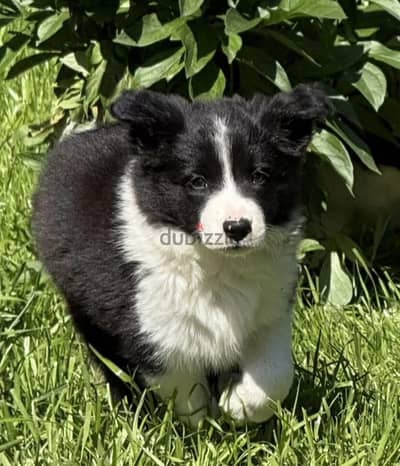 Border Collie puppy female from Russia