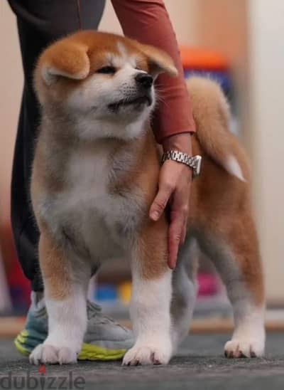 Japanese Akita puppy boy from Russia