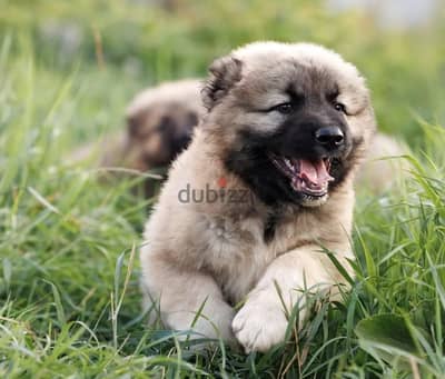 Caucasian shepherd puppy boy from Russia