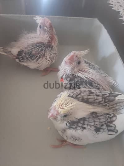 كوكتيل فرنساوي فوتيه وبصمه وكريم فيس عمر ٣٠ يوم