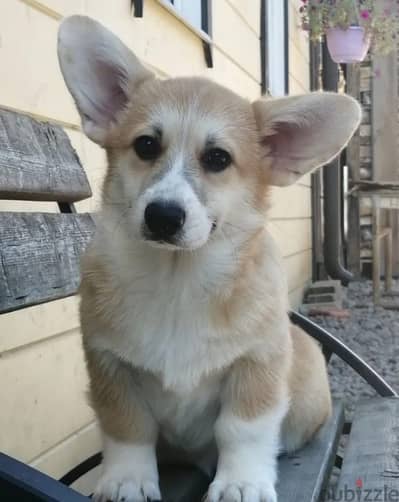 Pembroke welsh corgi puppy boy from Russia