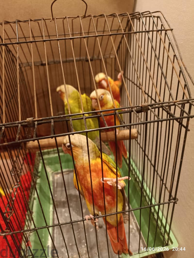 بينابول 2