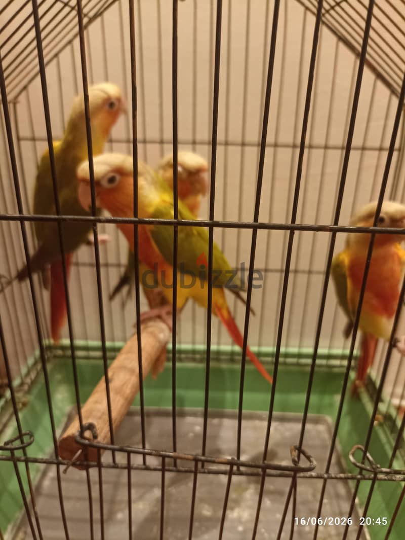 بينابول 5