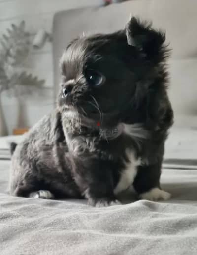 Chihuahua puppy boy from Russia