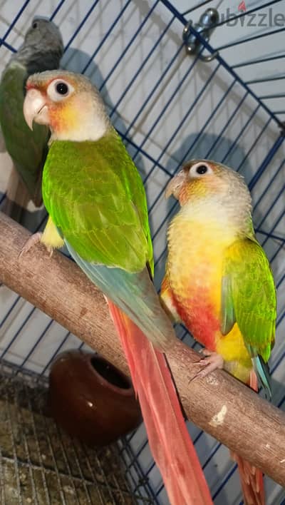 pineapple parrot