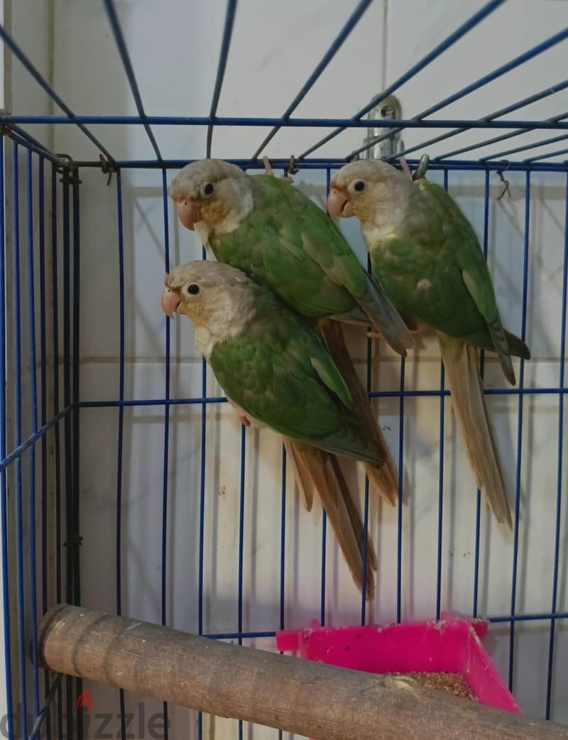pineapple parrot 1