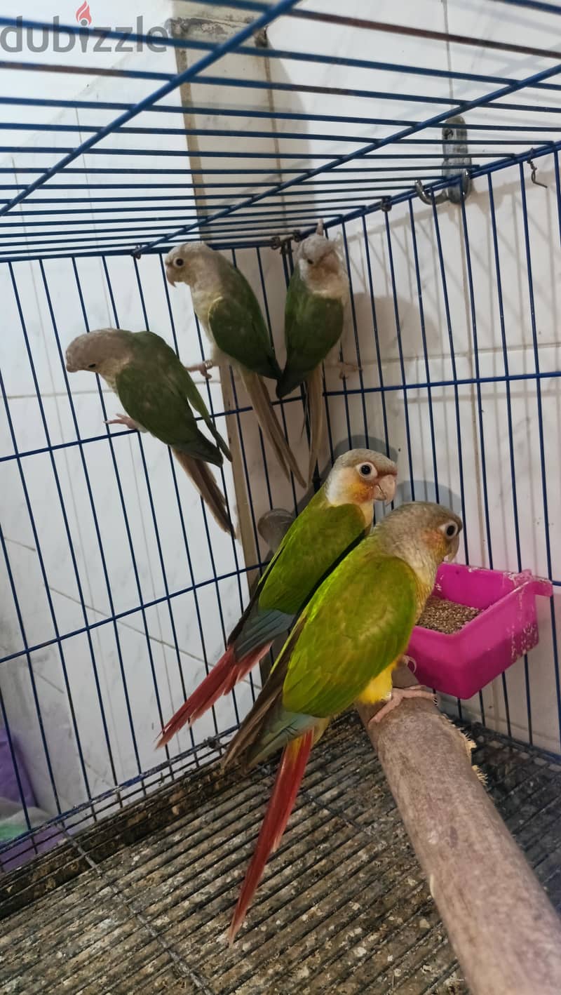 pineapple parrot 2