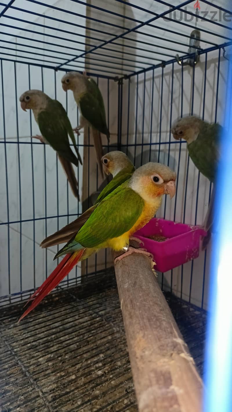 pineapple parrot 3