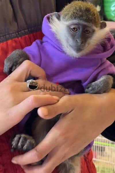 اجمل واهدي ولد نسناس عبلنجي عمر 4 شهور لعبي جدا بدون عض