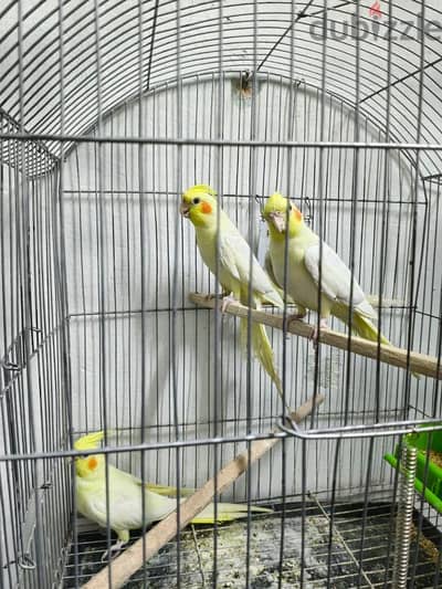 عابدين