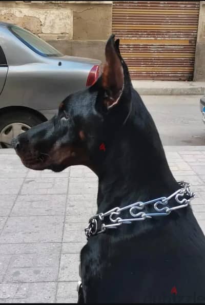 جراوي دوبر مان بيور بيور